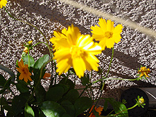 Yellow flowers
