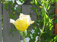 Yellow rose